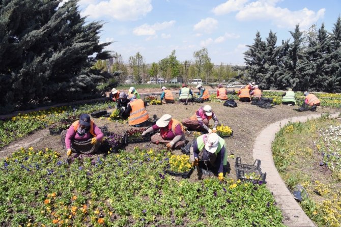 Ankara Büyükşehir Belediyesi, mevsimlik budama çalışmalarına hız verdi