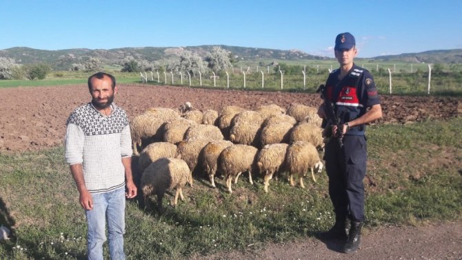 Kayıp olan koyunları Jandarma buldu