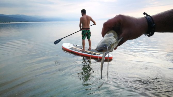 İznik Gölü’nde balık ölümleri