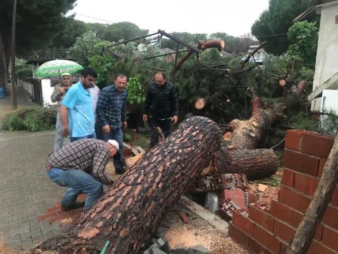Fırtına yüzünden 50 yıllık ağaç yan evin terasına düştü