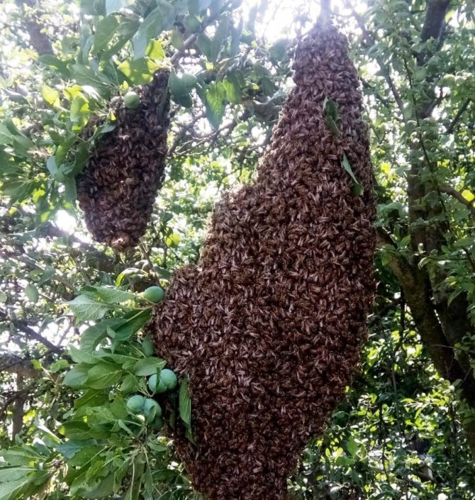 Hisarcıklı arıcıların yüksek bal üretimi beklentisi
