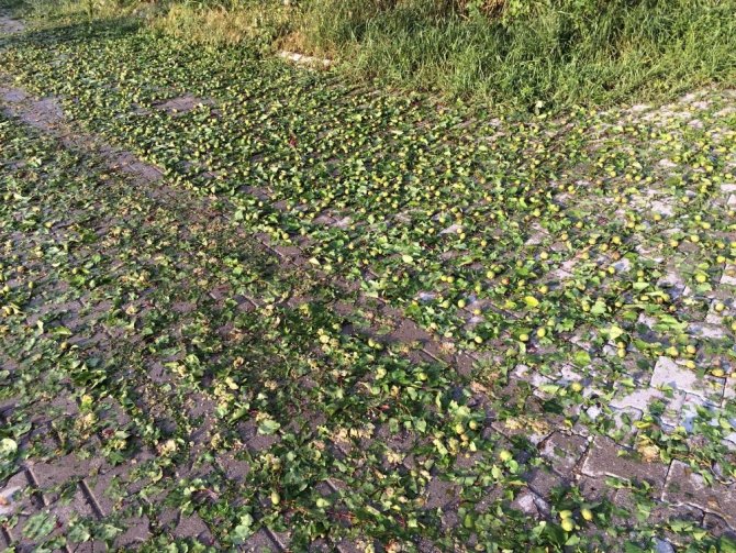 Kayseri’deki dolu yağışı ekili anlarla zarar verdi