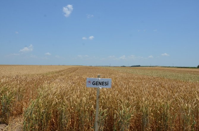 Tekirdağ’da buğday çeşitliliği artacak