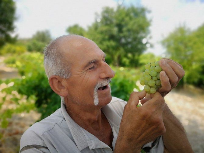 Tarsus’ta üzüm hasadı başladı