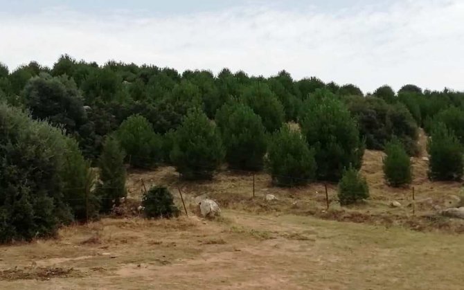 2011 yılında kurulan ’Aydın Ormanı’ndaki 14 bin fidan ürün vermeye başladı