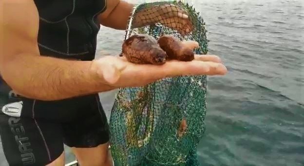 Kilosu 150 dolara varan deniz patlıcanı ele geçirildi