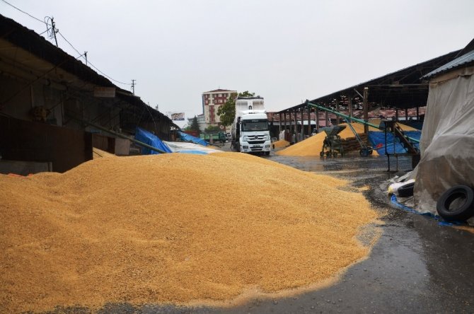 Buğday pazarında yağmur zarara yol açtı