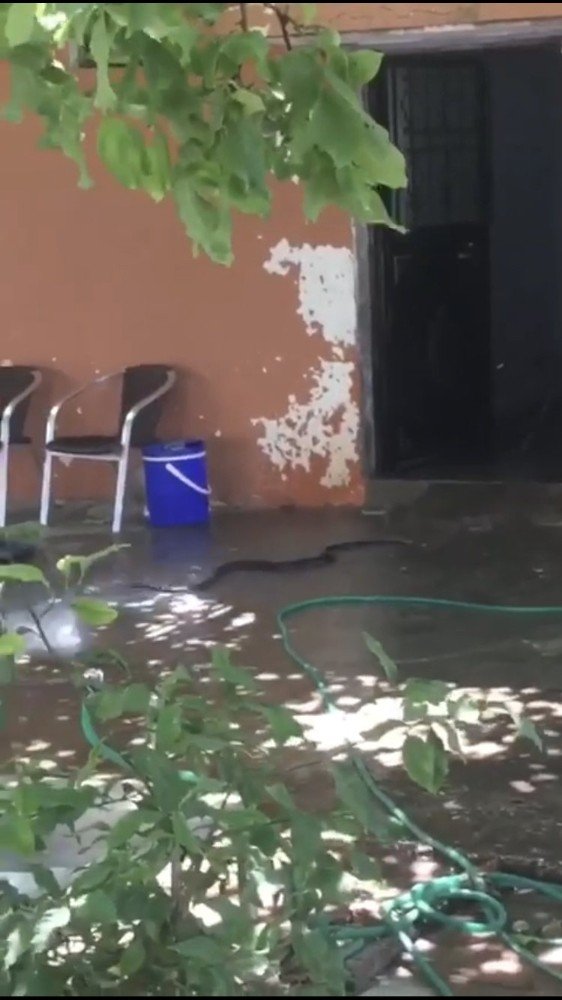 Antalya’da evden çıkan 2 metrelik yılan paniğe sebep oldu