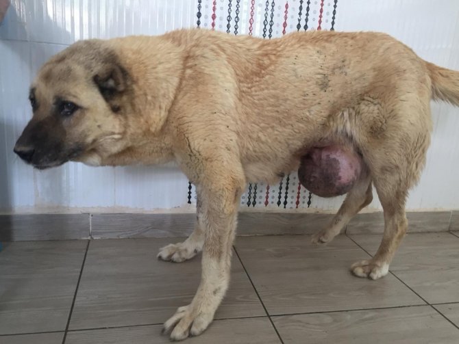 Hasta köpekten 5 kilogram tümör alındı