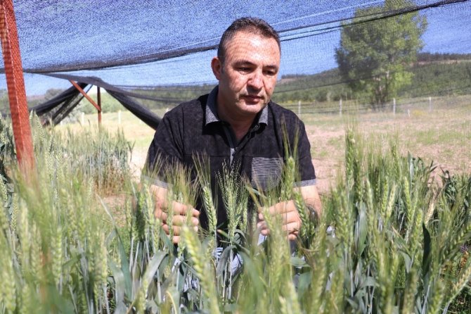 Küresel ısınma buğdayı vurdu, Türk bilim adamları da çaresini buldu