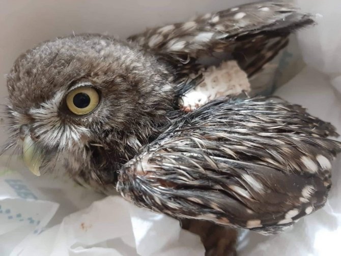 Yavru baykuş 2 ay sonra doğaya salındı