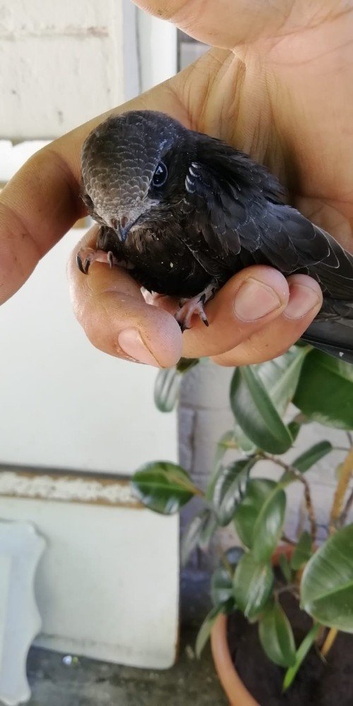 Diyarbakır’da görülen ebabil kuşları koruma altına alındı