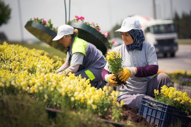 Tepebaşı Belediyesi 225 bin adet çiçek üretimi ile kenti süsledi