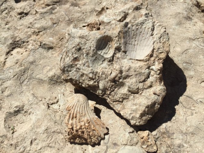35 milyon yıllık fosiller incelemeye alındı