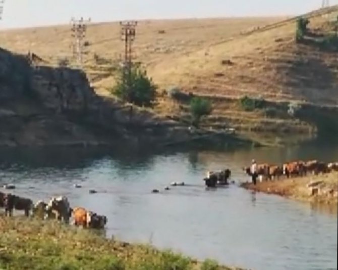 Büyükbaş hayvanların Fırat Nehri’nden tehlikeli geçişi