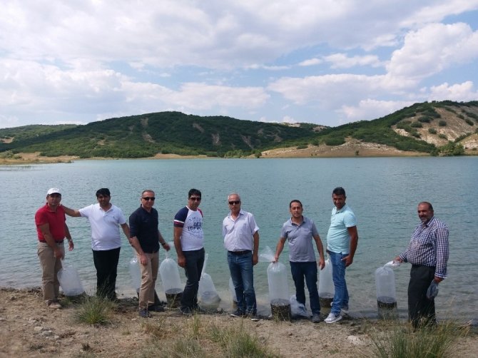 Tunceli’de gölete 50 bin pullu sazan yavrusu bırakıldı