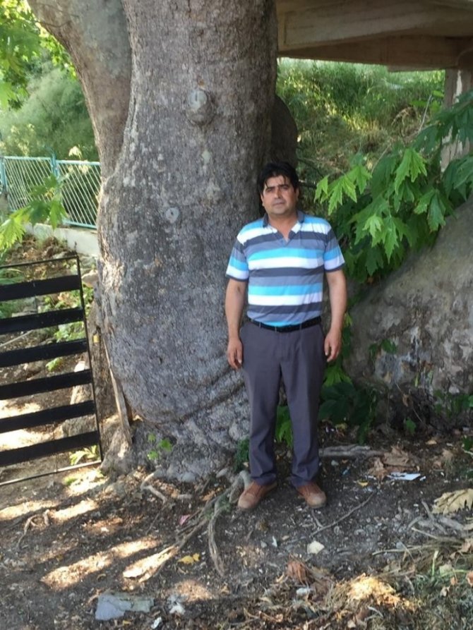 Muhtar, 500 yaşındaki çınar ağacının anıt ağaç olarak tescillenmesini istiyor