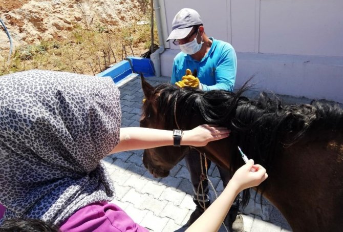 Tedavisi yapılan yaralı at İzmir’e sevk edildi