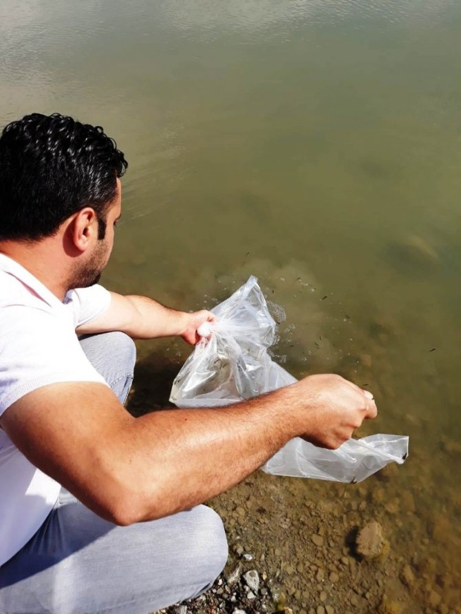 Samsun’da göl ve göletlere 120 bin adet yavru balık bırakıldı