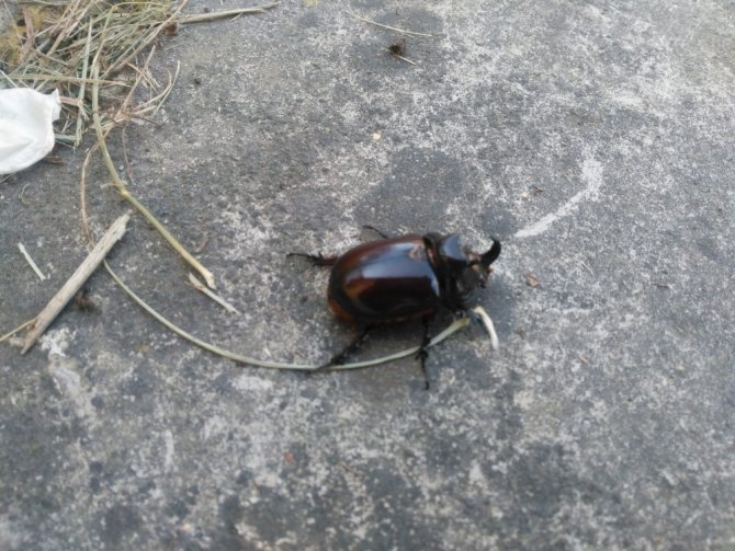 Kastamonu’da gergedan böceği bulundu