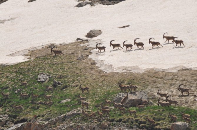 Bezuvar dağ keçileri sürü halinde görüntülendi