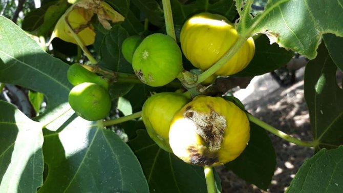Aydın’da incir üretimi SOS veriyor