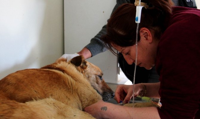 Çankaya Belediyesi 40 bin sokak hayvanını tedavi etti