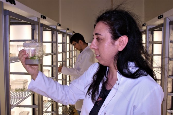 Endemik bitkiler, Türkiye’nin ilk Doku Kültürü Laboratuvarı’nda üretildi