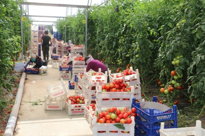 Erzincan’da domates üretimi artıyor