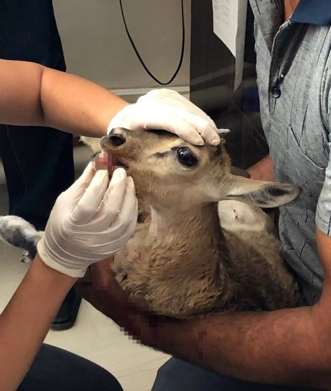 Yavru dağ keçisi güvenlik korucusu tarafından kurtarıldı