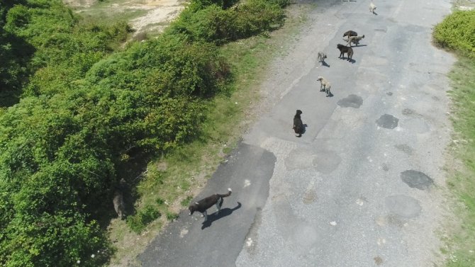 İstanbul’da binlerce başıboş köpeğin adeta istila ettiği köy havadan görüntülendi
