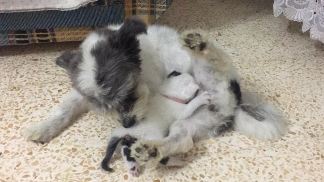 Annesiz kalan yavru kediye köpek annelik yapıyor