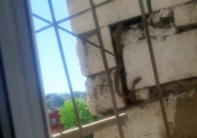 Siirt’te duvara gizlenmiş 2 metrelik yılan korkuttu