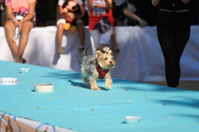 Sokak hayvanları yararına yapılan ‘Pati Festivali’ renkli gençti