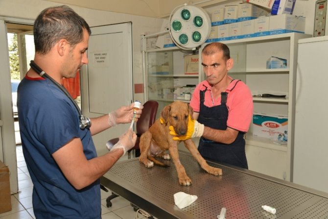 Diyarbakır’da 979 sokak hayvanın bakım ve tedavileri yapıldı