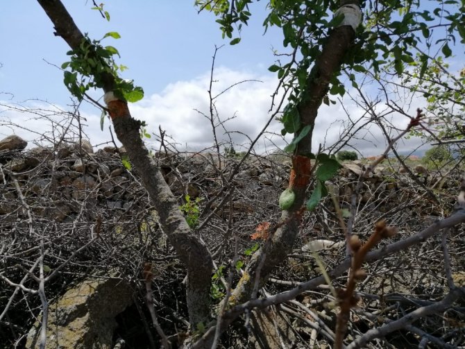 Yunusemre’de yabani zeytin ve menengiç ağaçları aşılandı
