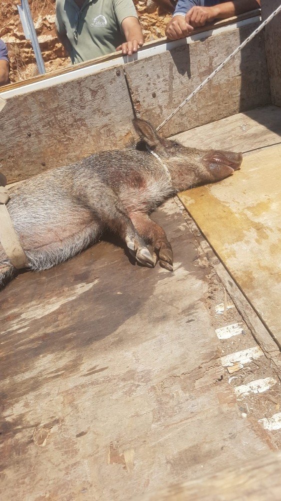 Yaralı domuz için vatandaşlar seferber oldu