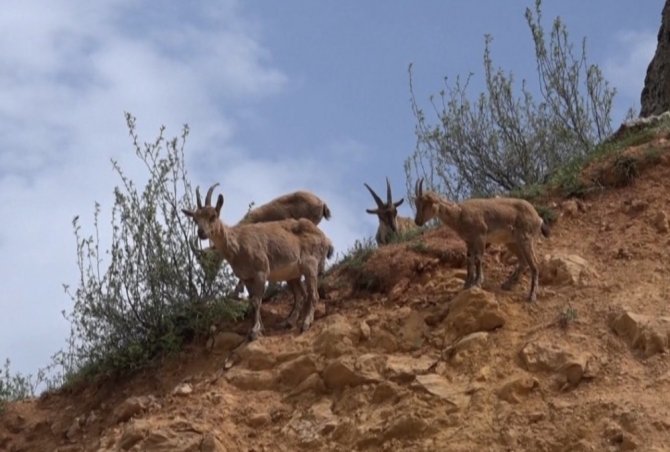 Dağ keçileri Pülümür çayında serinledi