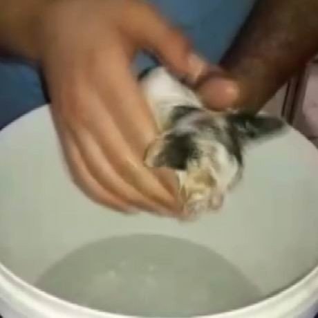 Kafası su borusuna sıkışan yavru kediyi itfaiye kurtardı