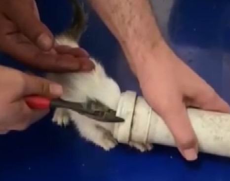 Kafası su borusuna sıkışan yavru kediyi itfaiye kurtardı