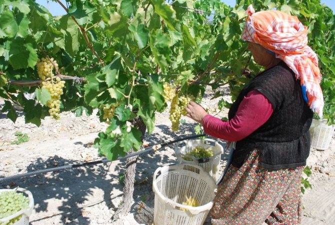 Sultaniye üzümde hasat zamanı, üreticiden 12 lira fiyat beklentisi