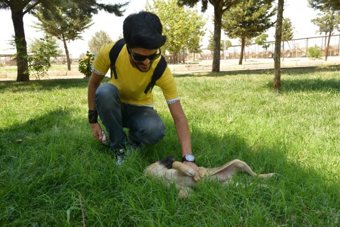 Diyarbakırlı vatandaşlardan Hayvan Bakımevi ve Rehabilitasyon Merkezi’ne ziyaret