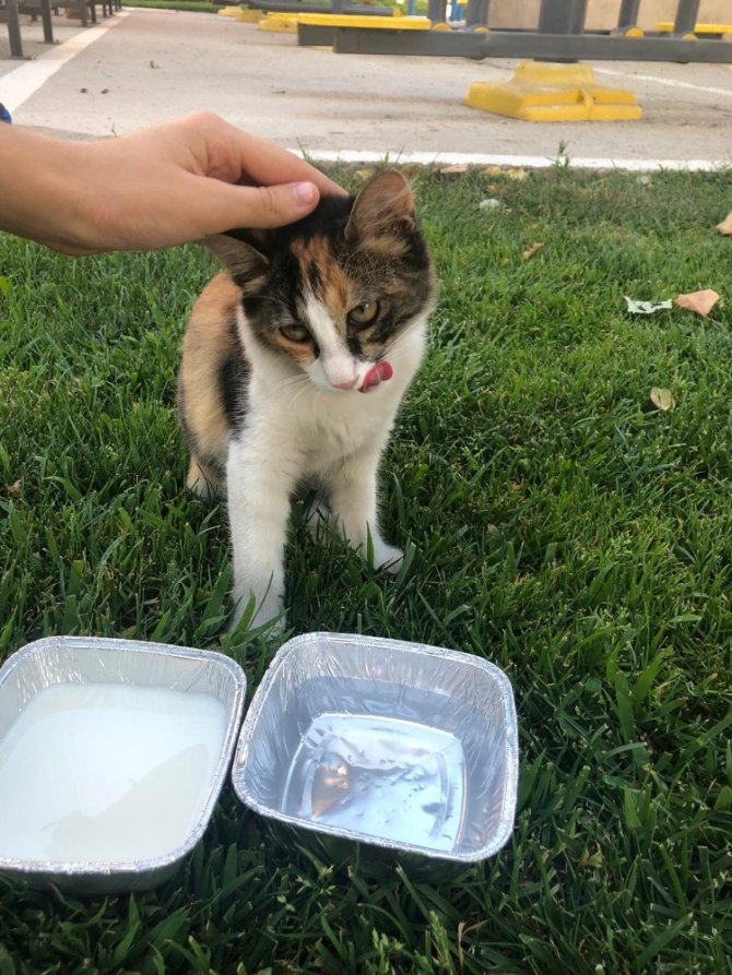 Minik yüreklerden sıcaktan bunalan yavru kediye can suyu
