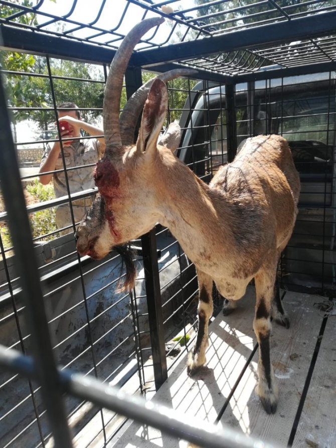 Yaralı keçiyi güvenlik korucuları buldu