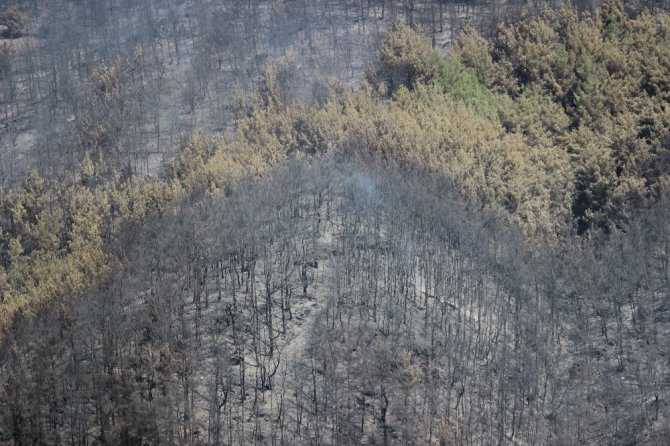 İzmir’deki oda, borsa ve birliklerden orman yangını sonrası büyük kampanya