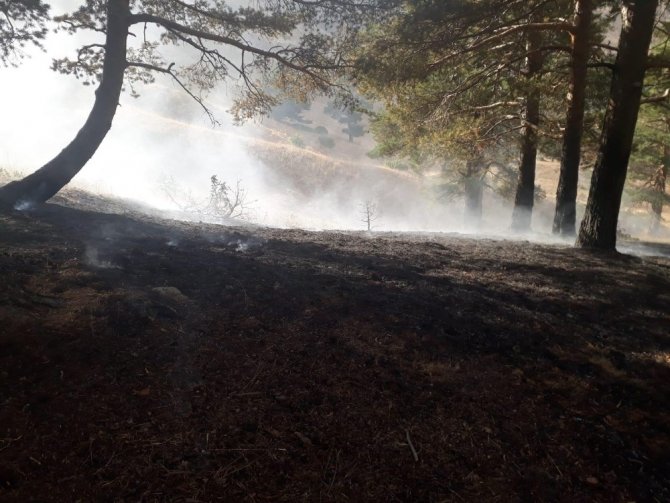 Orman yangını 3 saat sonunda söndürüldü