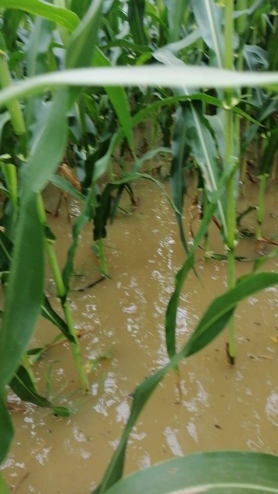 Kaynarca’da yağan şiddetli yağmurda ekim alanları sular atında kaldı