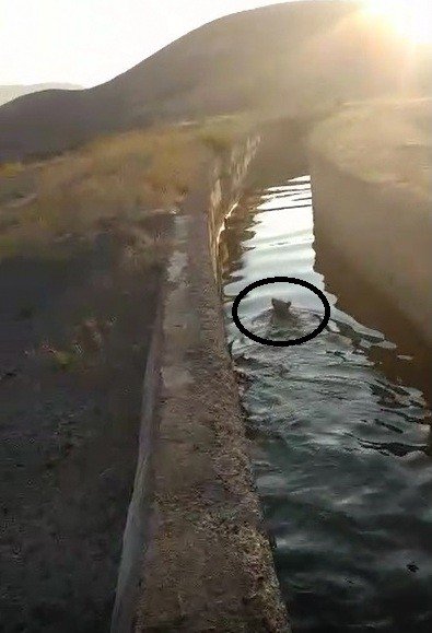 Sulama kanalına düşen yavru ayı vatandaşların yardımıyla kurtuldu