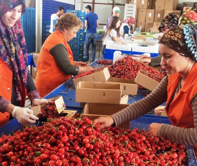 Taze meyve ihracatçıları yeni ihracat rekorları güç birliği yapacak