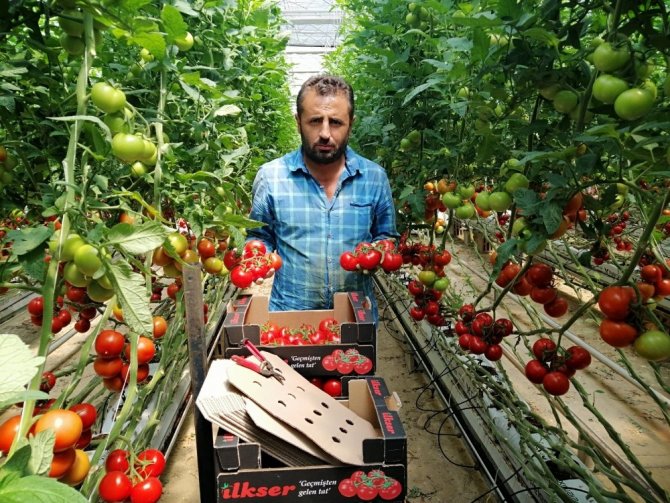 Yozgat’ta jeotermal serada yılın 12 ayı domates üretiyorlar